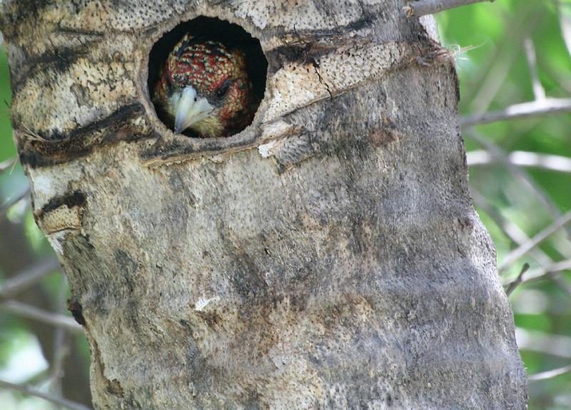 frieda 024.jpg - 'mmm Sit op die eiers in die nes.